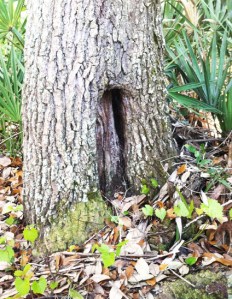 FairyTreeInspirationWalk